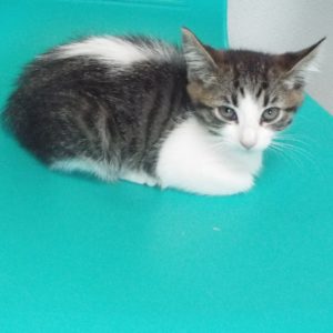 Picture of Thumbelina
