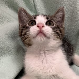 Picture of Thumbelina