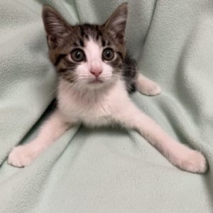 Picture of Thumbelina