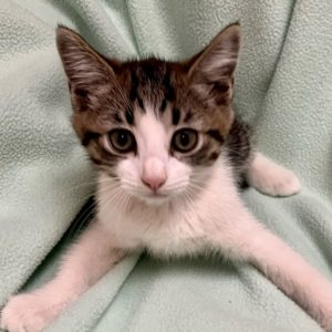 Picture of Thumbelina