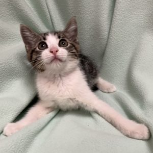 Picture of Thumbelina