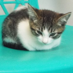 Picture of Thumbelina