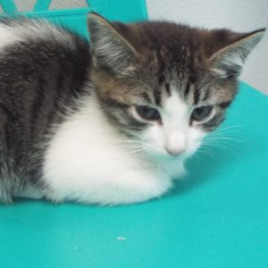 Picture of Thumbelina