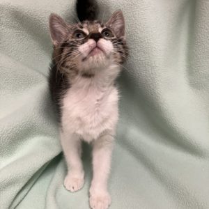 Picture of Tinkerbell