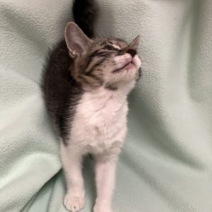 Picture of Tinkerbell