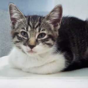Picture of Tinkerbell