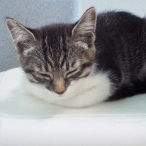 Picture of Tinkerbell