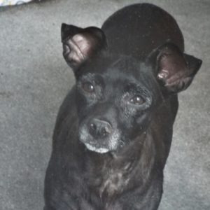 Picture of Waffles