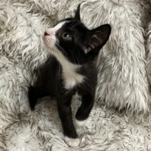 Picture of Arrow