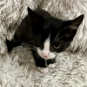 Picture of Arrow