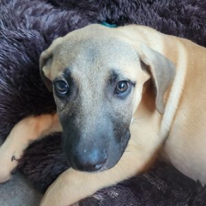 Picture of Atticus
