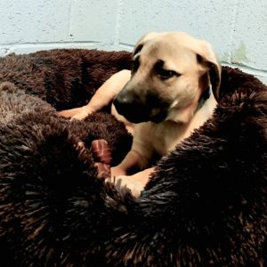 Picture of Atticus