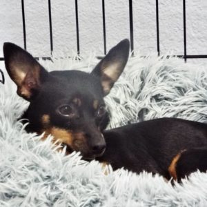 Picture of Baby Cakes