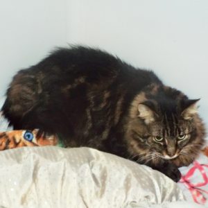Picture of Bella Donna