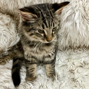 Picture of Bertram