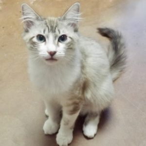 Picture of Blizzard