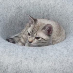 Picture of Blizzard