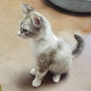 Picture of Blizzard