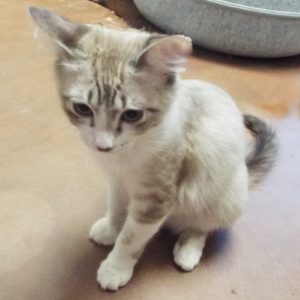 Picture of Blizzard