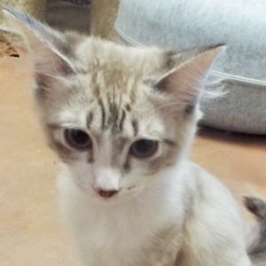 Picture of Blizzard