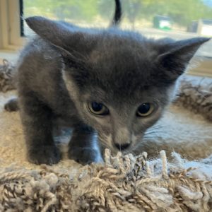 Picture of Blue Velvet
