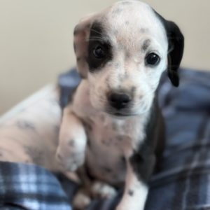 Picture of Boo