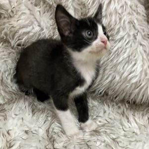 Picture of Bow