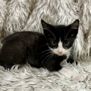 Picture of Bow