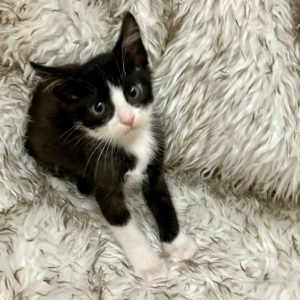 Picture of Bow
