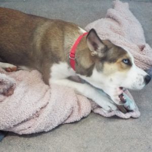 Picture of Buffy