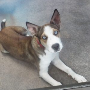 Picture of Buffy