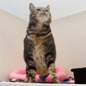 Picture of Buttercup