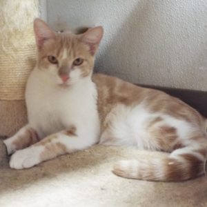 Picture of Cantaloupe