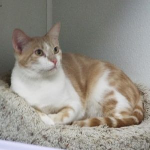 Picture of Cantaloupe
