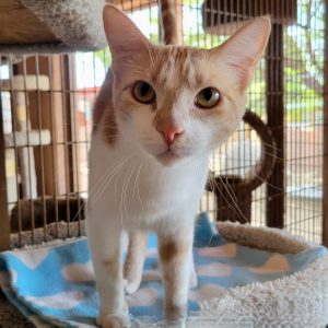 Picture of Cantaloupe