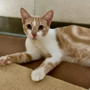 Picture of Cantaloupe