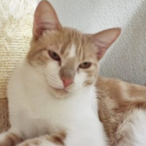 Picture of Cantaloupe