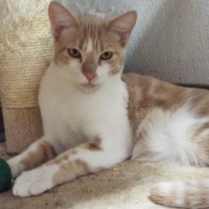 Picture of Cantaloupe