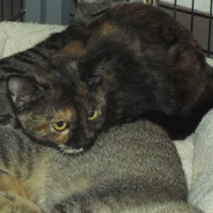 Picture of Chai