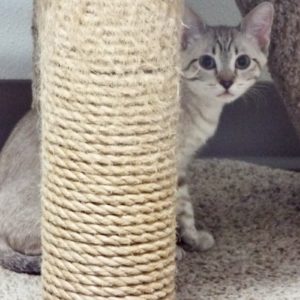 Picture of Flurry