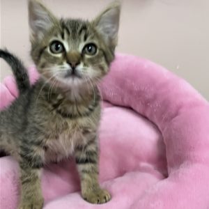 Picture of Jasper