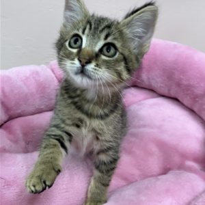 Picture of Jasper