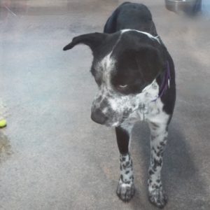 Picture of Lilly