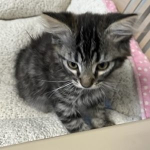 Picture of Linda