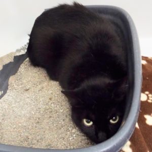 Picture of Lucy Lu