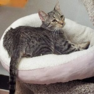 Picture of Mercedes