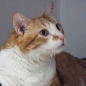 Picture of Michelangelo