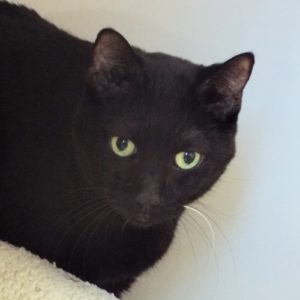Picture of Oscar