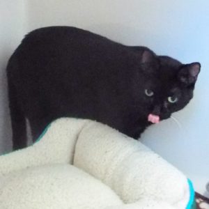 Picture of Oscar