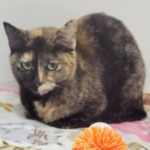 Picture of Phoebe